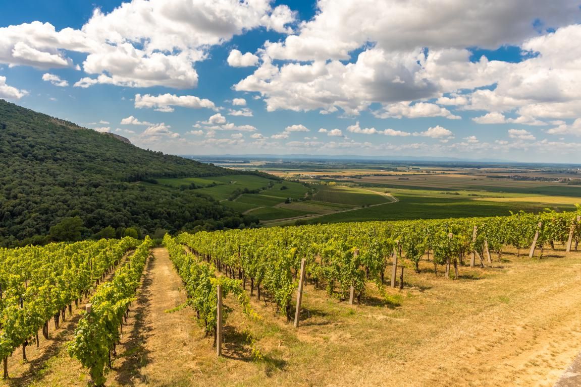 “Zemlja vina” novi je vinsko-turistički brand koji spaja dvije važne vinske regije u jedinstven doživljaj
